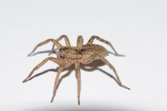The Most Venomous and Dangerous Spiders in the World