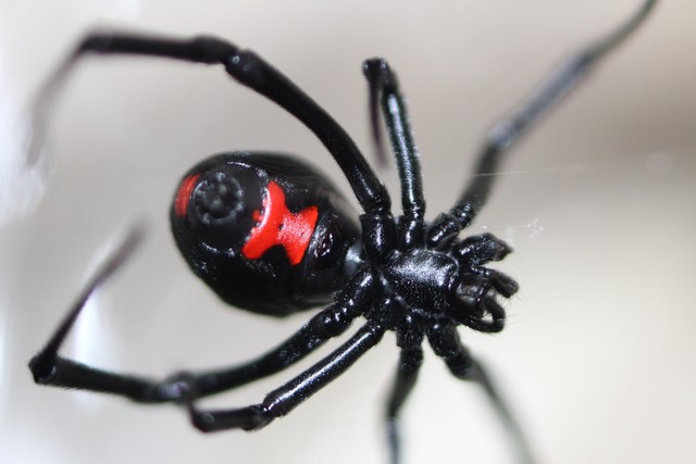 The Most Venomous and Dangerous Spiders in the World