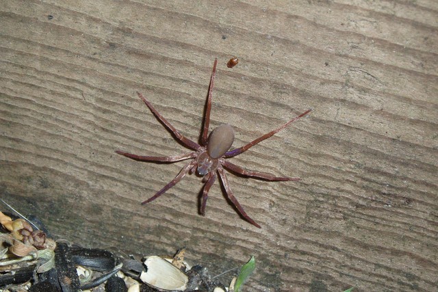 The Most Venomous and Dangerous Spiders in the World