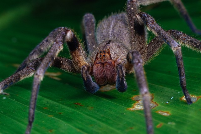 The Most Venomous and Dangerous Spiders in the World