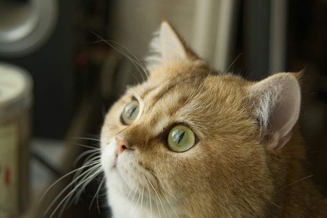 20 Of The Most Incredible Facts About Cats