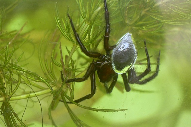 The Most Venomous and Dangerous Spiders in the World