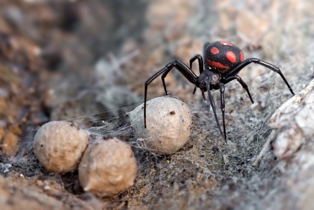 The Most Venomous and Dangerous Spiders in the World