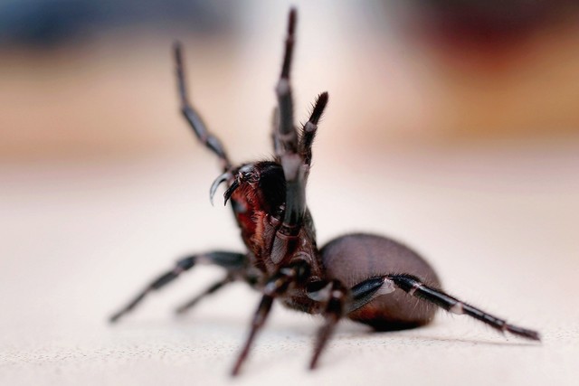 The Most Venomous and Dangerous Spiders in the World