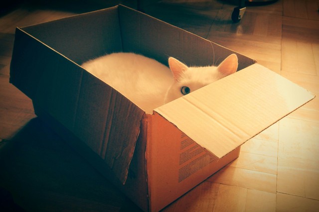 20 Of The Most Incredible Facts About Cats