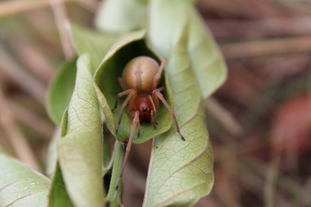 The Most Venomous and Dangerous Spiders in the World