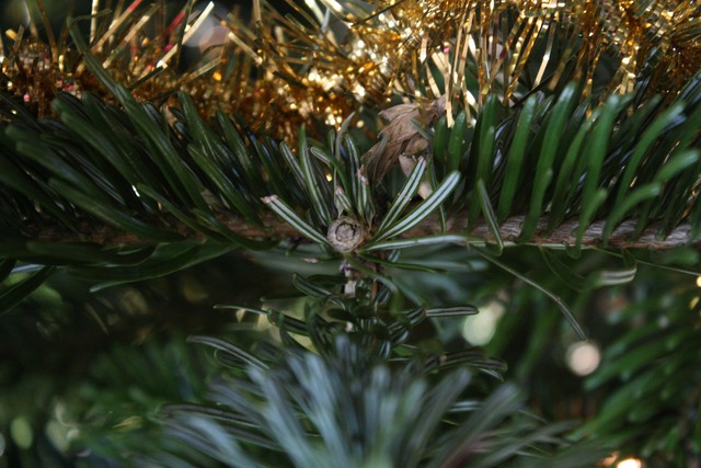 Christmas Tree: How To Choose A Live Tree Correctly