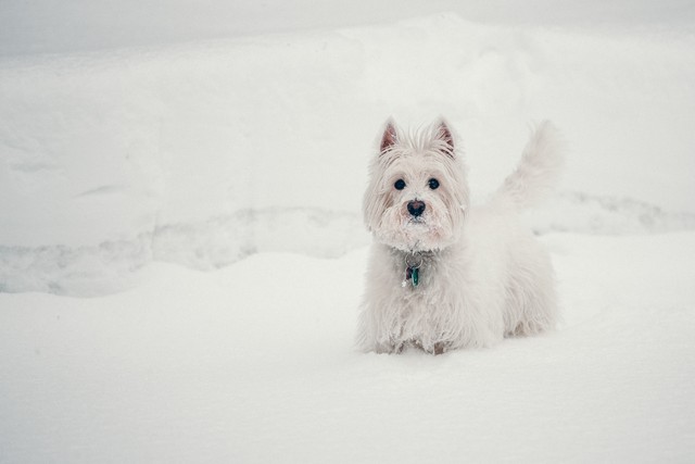 Why Dogs Love Snow: Best Dog Snow Photos