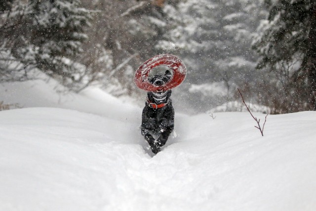 Why Dogs Love Snow: Best Dog Snow Photos