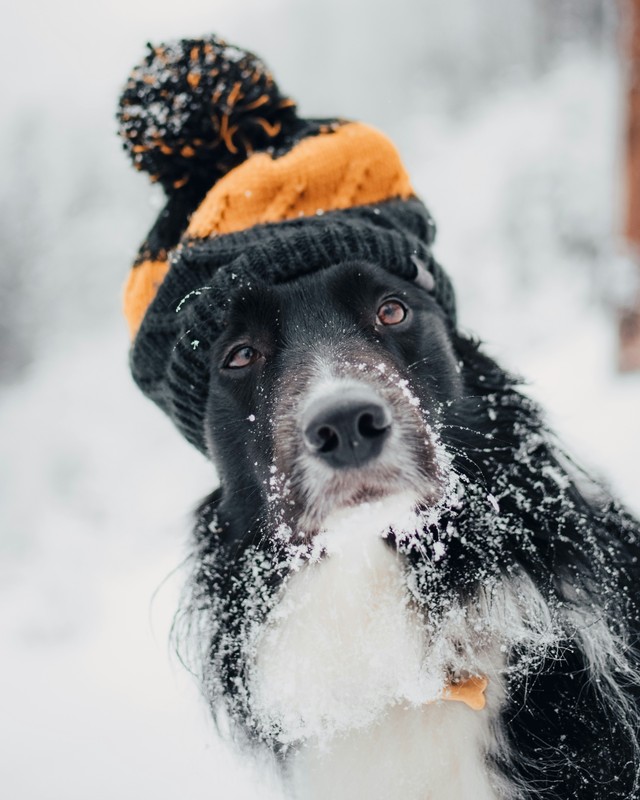 Why Dogs Love Snow: Best Dog Snow Photos