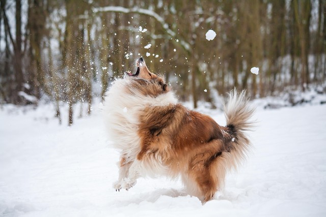 Why Dogs Love Snow: Best Dog Snow Photos