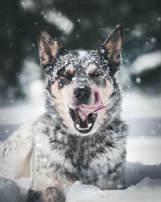 Why Dogs Love Snow: Best Dog Snow Photos