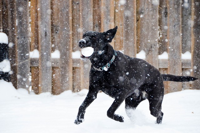 Why Dogs Love Snow: Best Dog Snow Photos