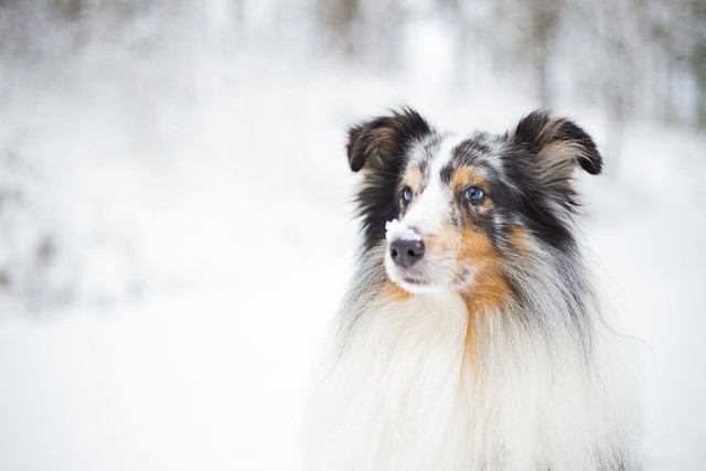 Why Dogs Love Snow: Best Dog Snow Photos