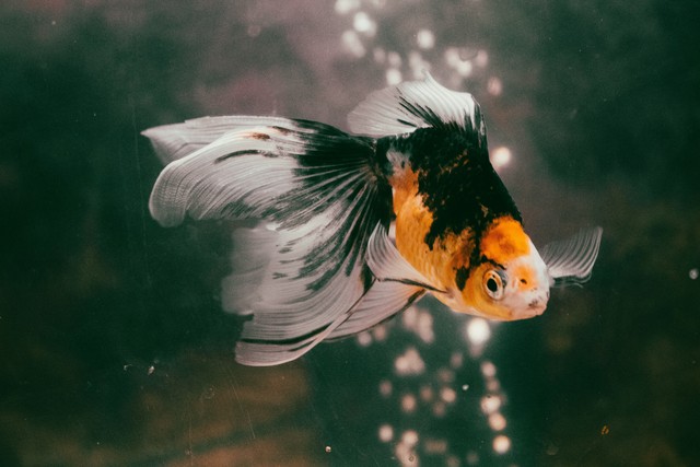 Goldfish: 10 Amazing Facts About These Tiny Wonders
