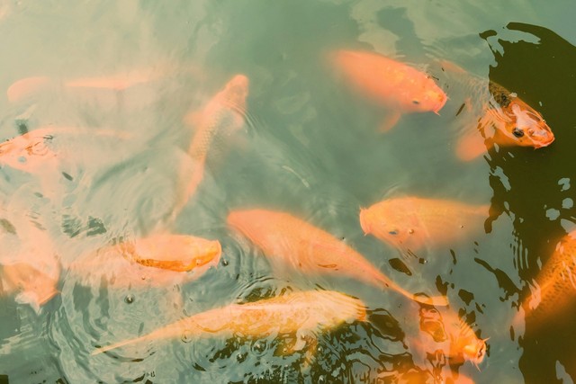 Goldfish: 10 Amazing Facts About These Tiny Wonders