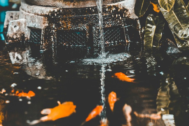 Goldfish: 10 Amazing Facts About These Tiny Wonders