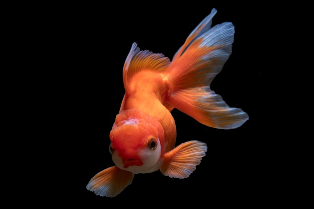 Goldfish: 10 Amazing Facts About These Tiny Wonders