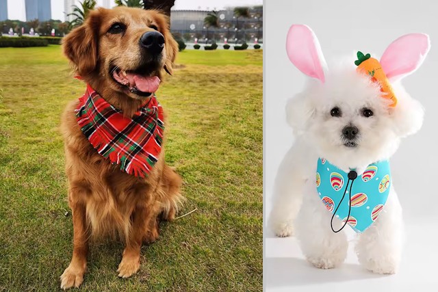 10 Affordable But Priceless Gifts For Dog Owners