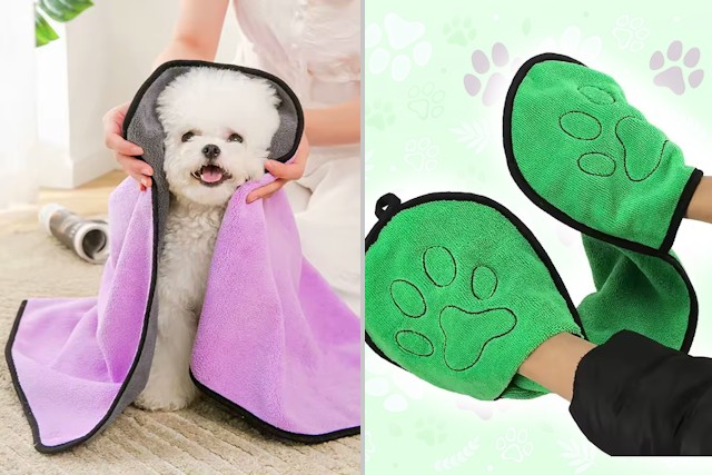 10 Affordable But Priceless Gifts For Dog Owners