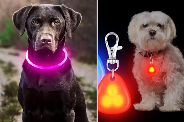 10 Affordable But Priceless Gifts For Dog Owners