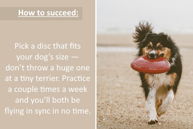 5 Dog Sports To Strengthen Bond And Energy
