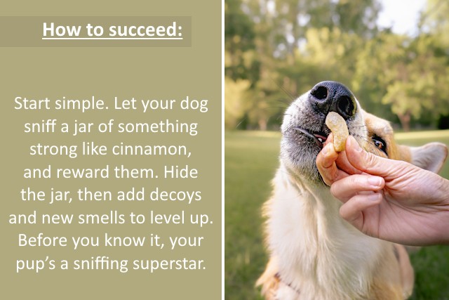 5 Dog Sports To Strengthen Bond And Energy