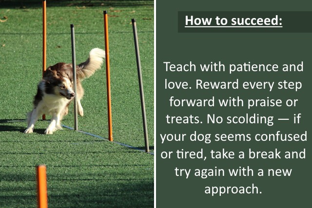 5 Dog Sports To Strengthen Bond And Energy