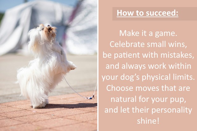 5 Dog Sports To Strengthen Bond And Energy