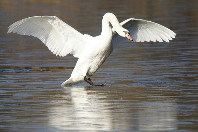 10 Most Adorable Yet Dangerous Animals