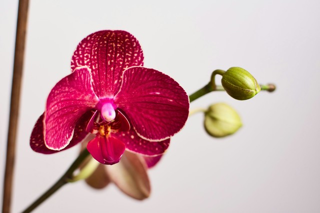 Why Is Your Orchid Wilting And How To Save It