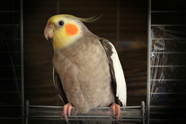 What’s The Best Pet For A Child?