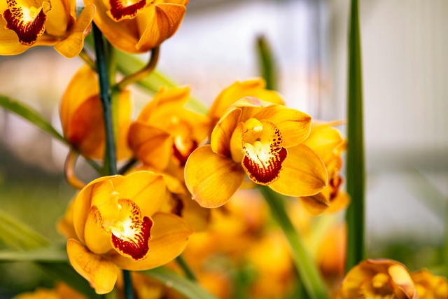 Why Is Your Orchid Wilting And How To Save It