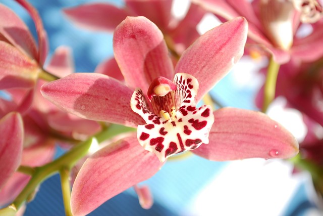 Why Is Your Orchid Wilting And How To Save It