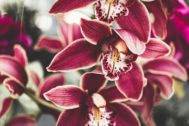 Why Is Your Orchid Wilting And How To Save It
