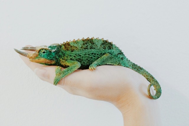 What’s The Best Pet For A Child?