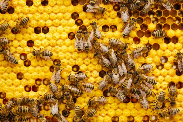 20 Most Inspiring Animal Facts