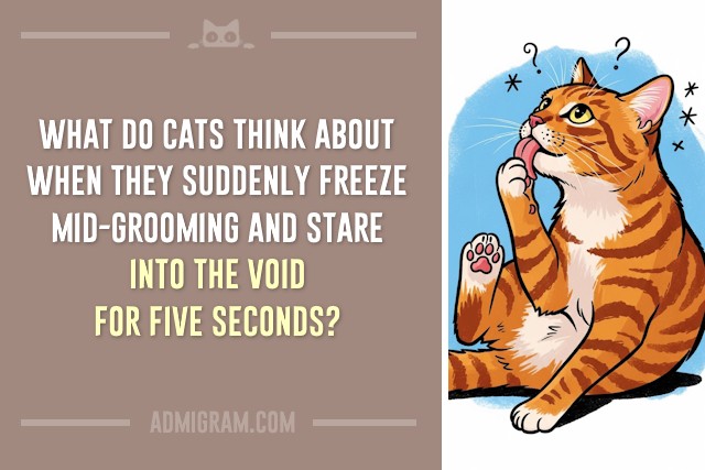 10 Truths Only Cat People Understand