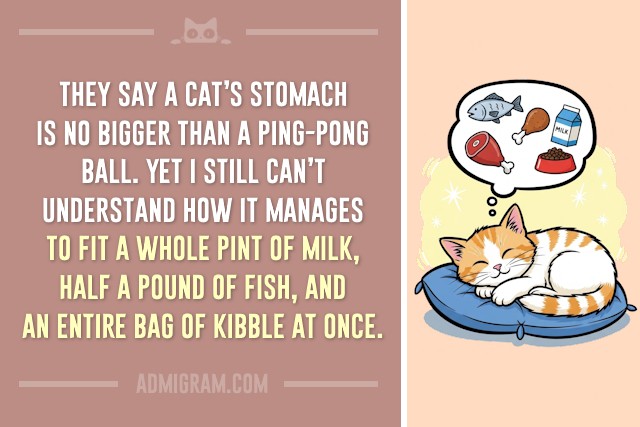10 Truths Only Cat People Understand