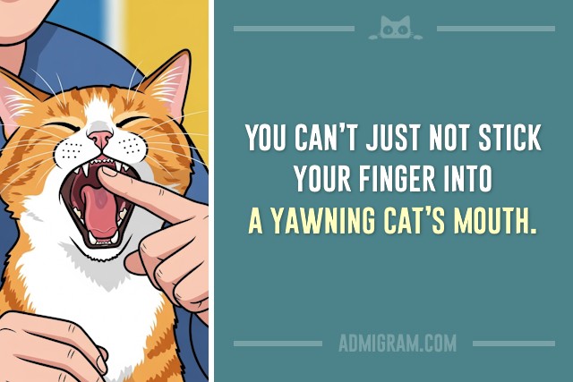 10 Truths Only Cat People Understand