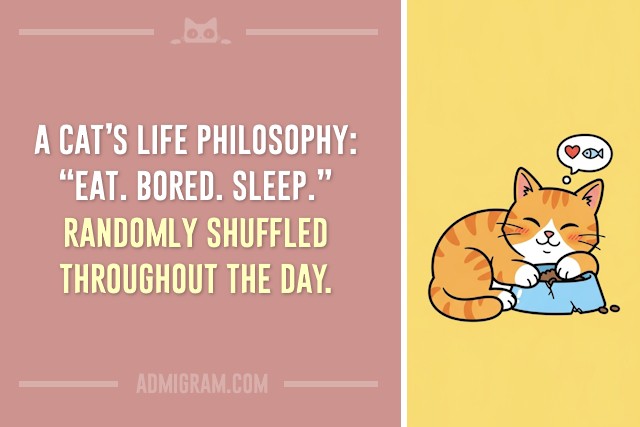 10 Truths Only Cat People Understand