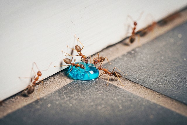 How To Get Rid Of Ants In Your Home: Proven Methods