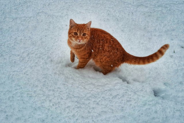 How To Help Homeless Animals Survive The Winter
