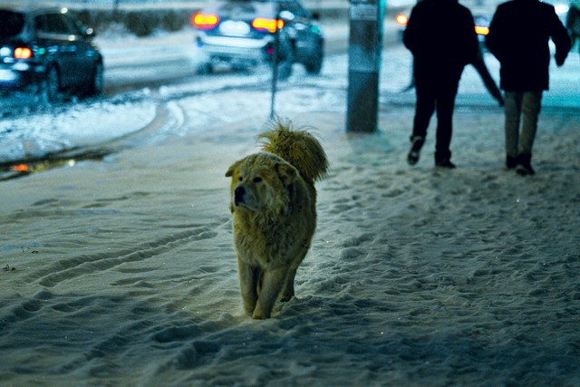 How To Help Homeless Animals Survive The Winter