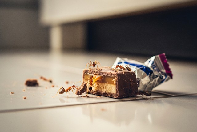 How To Get Rid Of Ants In Your Home: Proven Methods