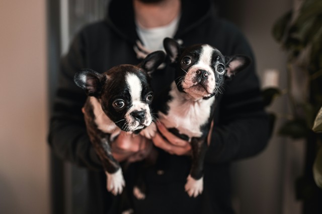 How To Name Your Dog: 200 Dog Names With Meanings