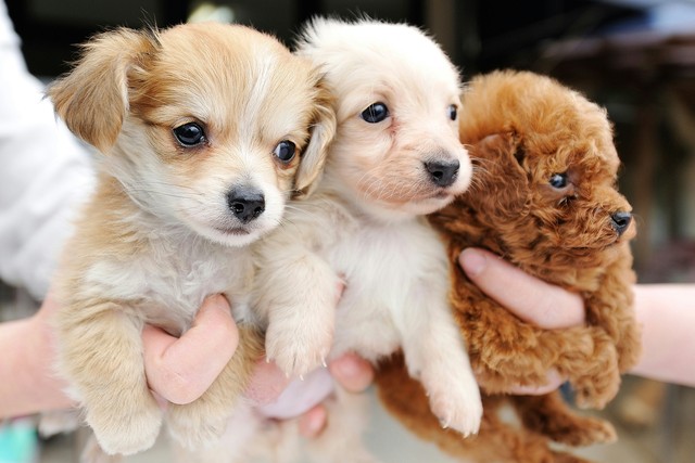 How To Name Your Dog: 200 Dog Names With Meanings