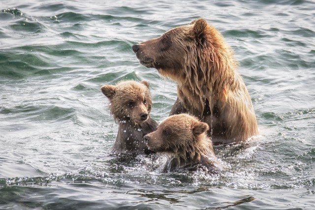 Incredible Photos Of Bear Cubs And Their Parents