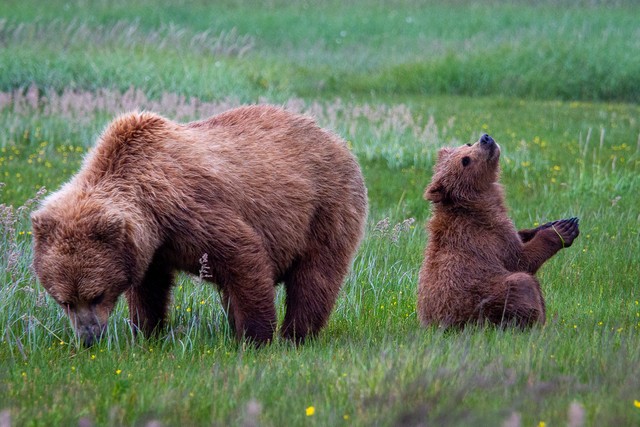 Incredible Photos Of Bear Cubs And Their Parents