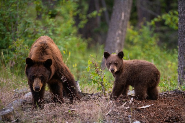 Incredible Photos Of Bear Cubs And Their Parents
